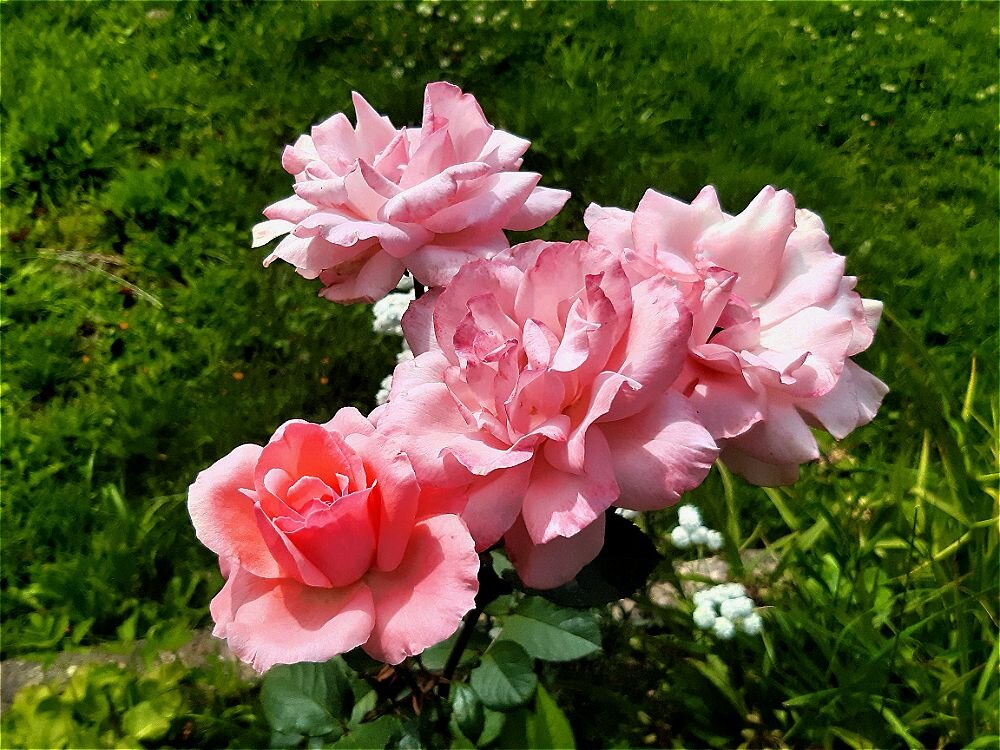 Розовая красота! - Нина Андронова Розовая красота! - Нина Андронова