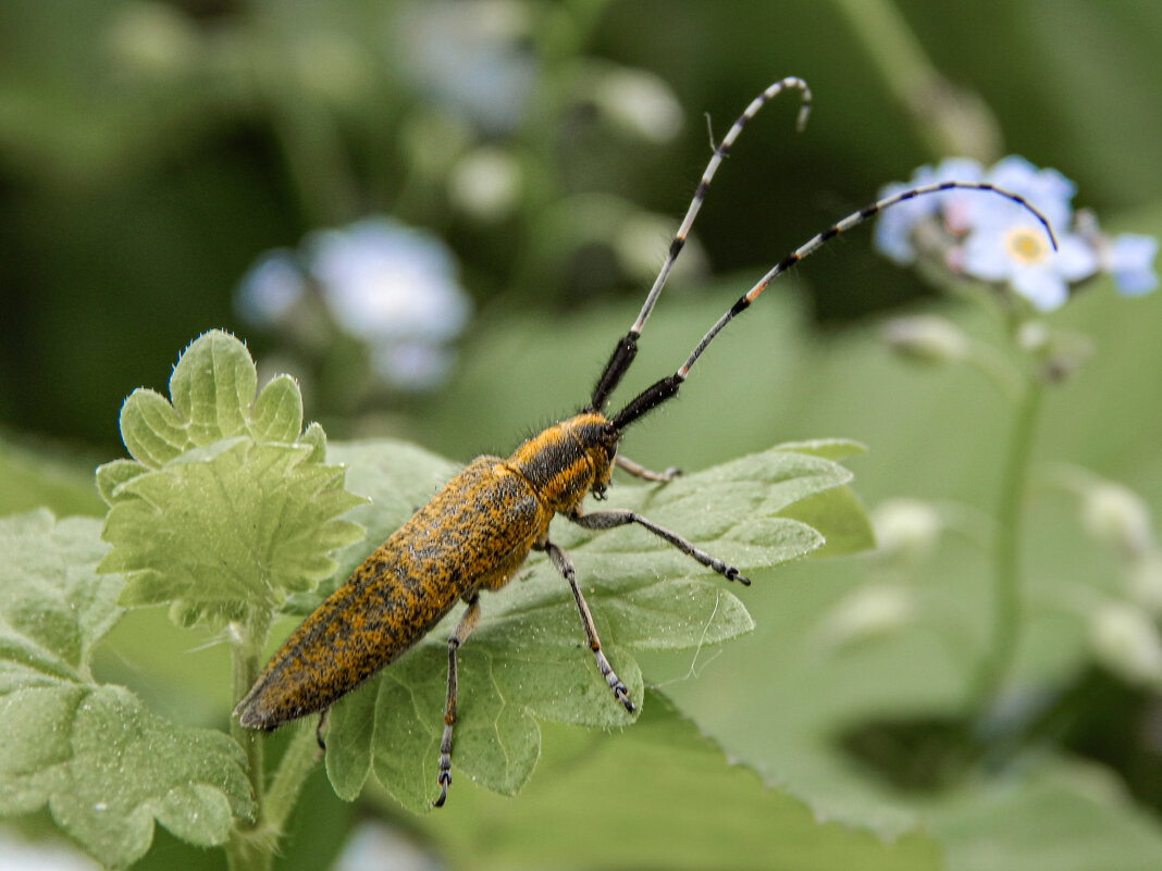 Усатый полосатый - Александр Ковальчук