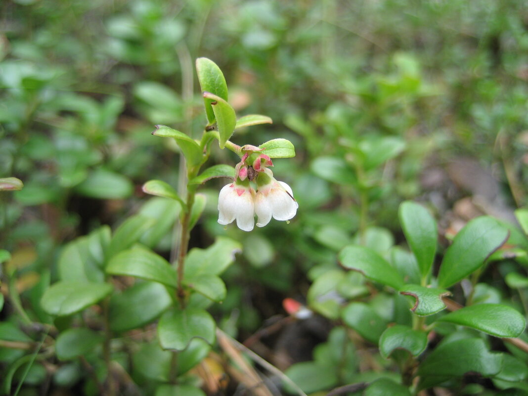 Припозднилась - Anna Ivanova