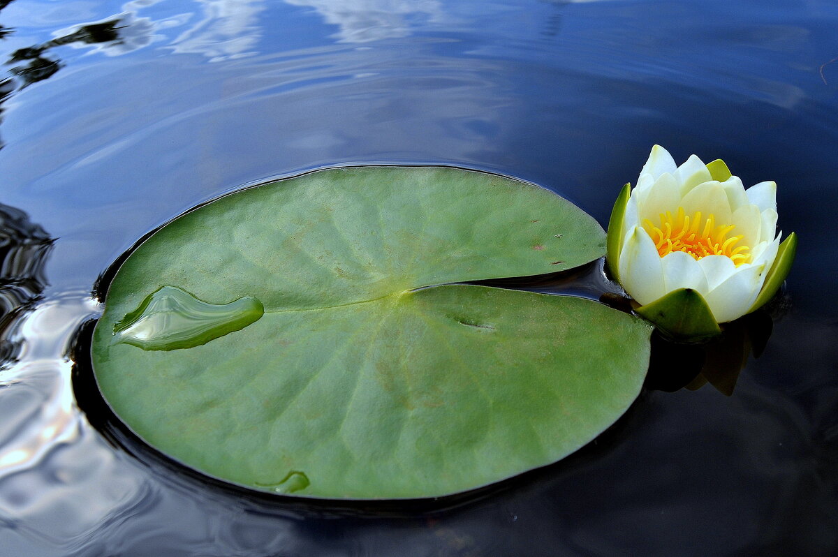 ЛИЛИЯ - Татьяна Касьяненко