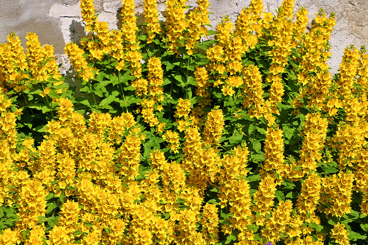 Красота у дома - солнечный вербейник - Светлана 