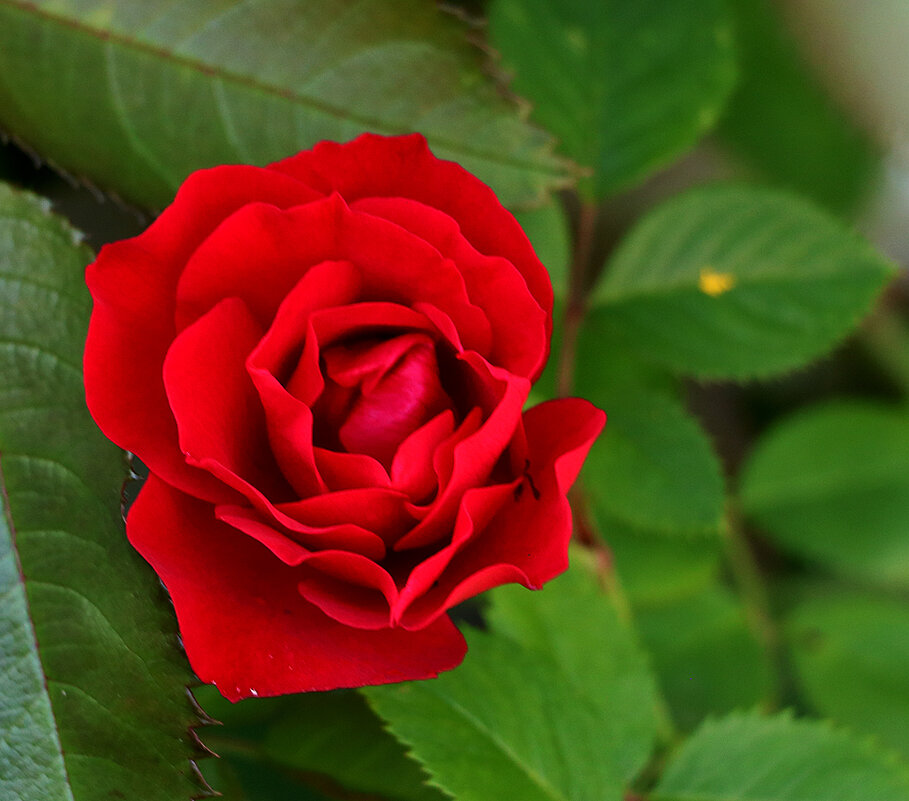 Июньская красавица - Светлана 