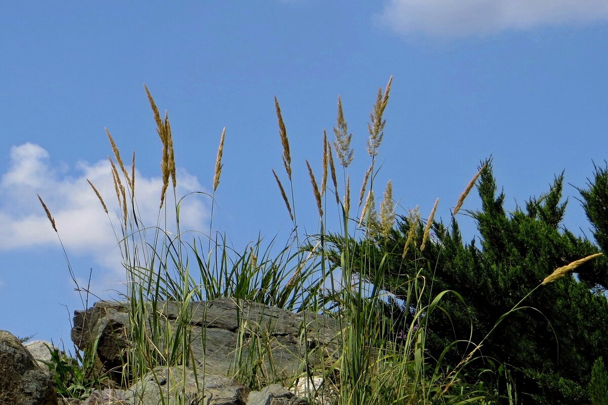 Просто колоски и небо, но как красиво! - Татьяна Смоляниченко