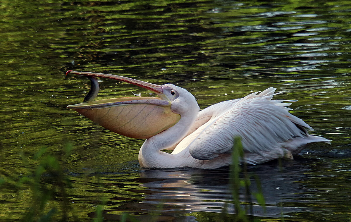 Пеликан и рыбка - Андроник Александр 