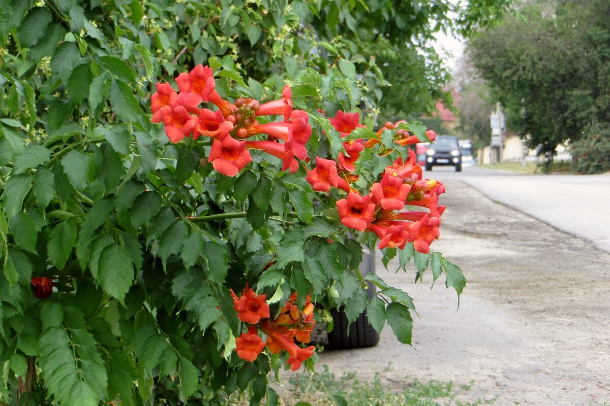 Кампсис - украшение дорог - Татьяна Смоляниченко Кампсис - украшение дорог - Татьяна Смоляниченко