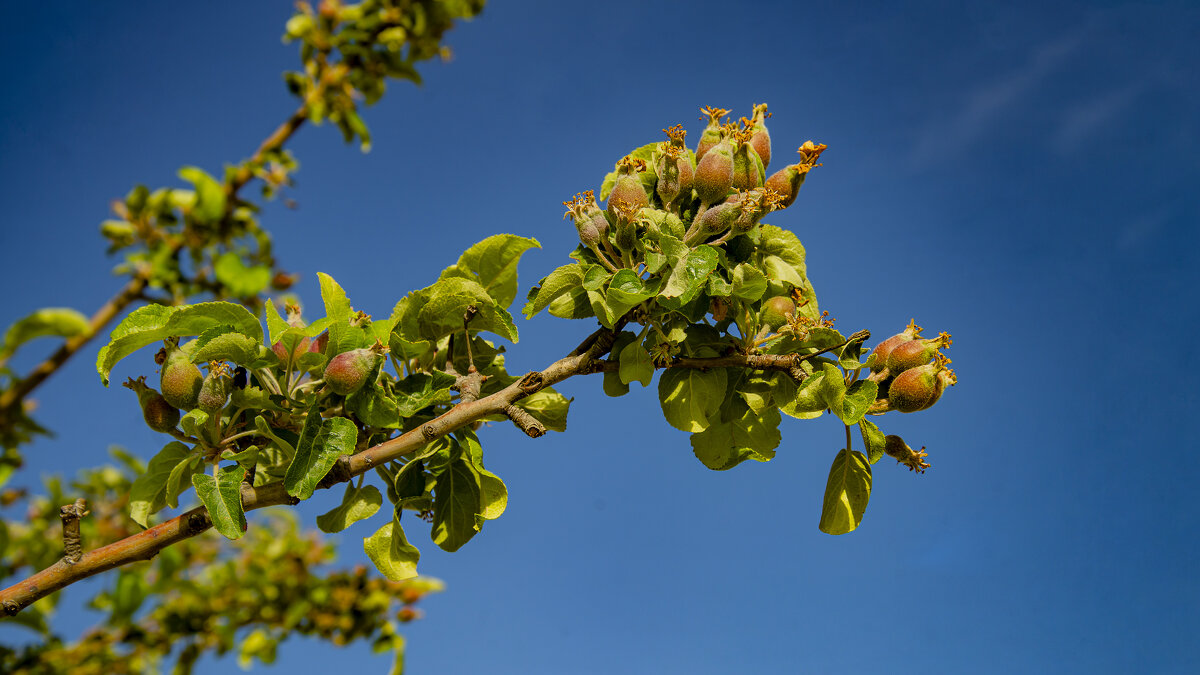 Яблоки - Анатолий Чикчирный