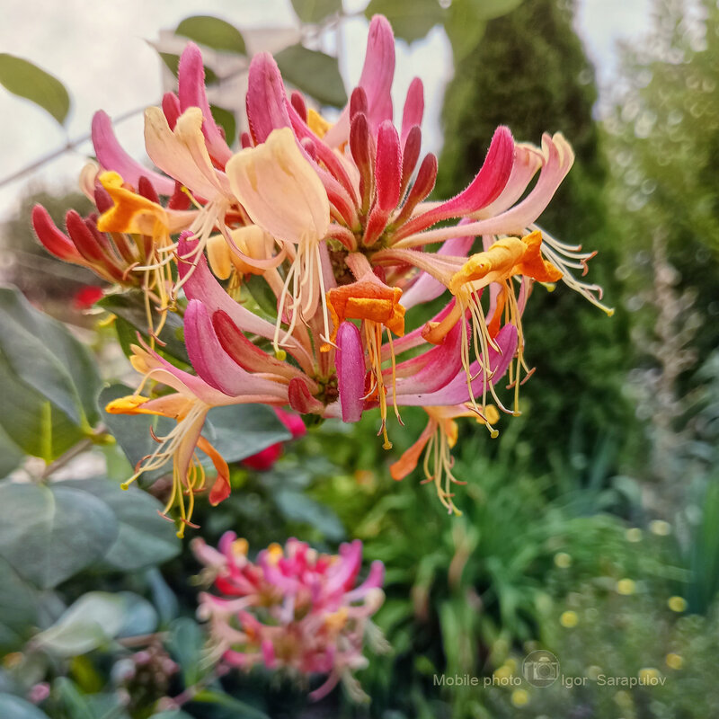 Декоративная Жимолость Гекротта Американ Бьюти - Игорь Сарапулов Декоративная Жимолость Гекротта Американ Бьюти - Игорь Сарапулов