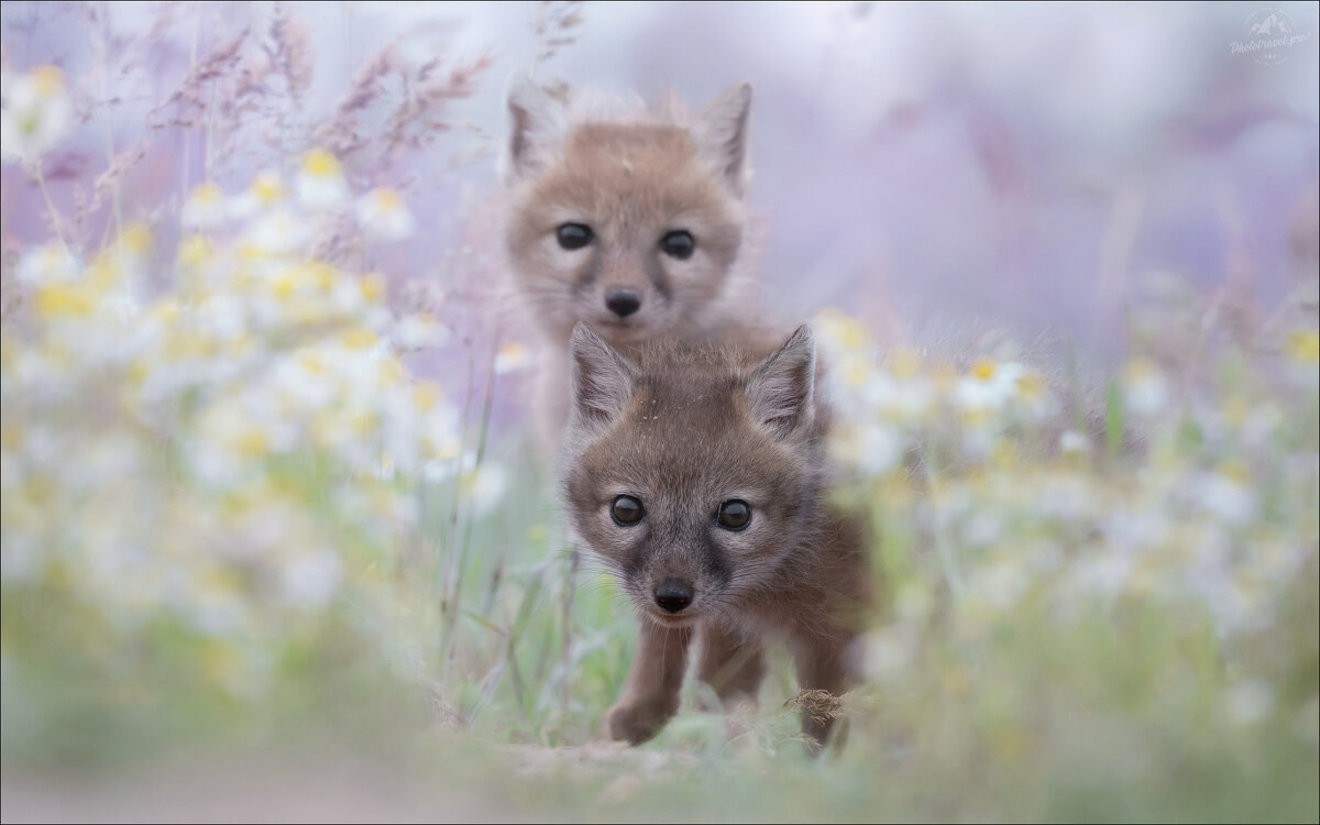 Время открытий .. - Влад Соколовский