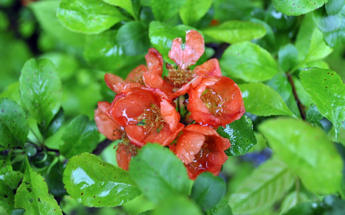 В дождь - AleksSPb Лесниченко В дождь - AleksSPb Лесниченко