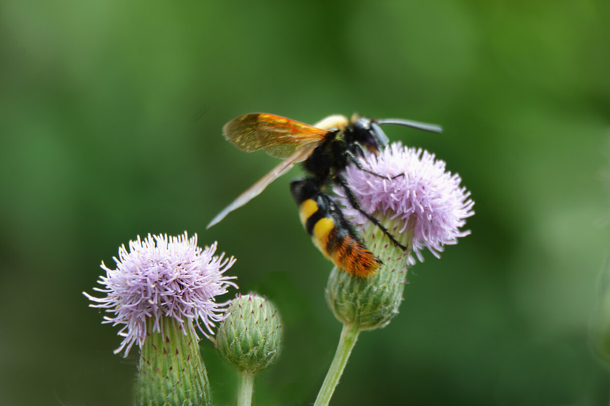 сколия гигантская - Надежда Куркина сколия гигантская - Надежда Куркина