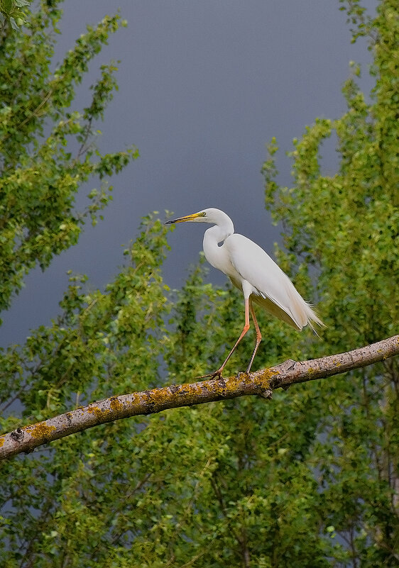Красавица! - Валентина  Нефёдова 