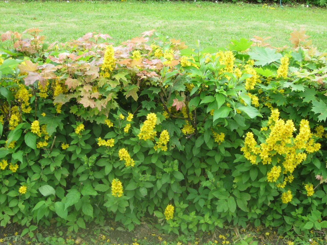 Жёлто-зелёное лето - Дмитрий Никитин