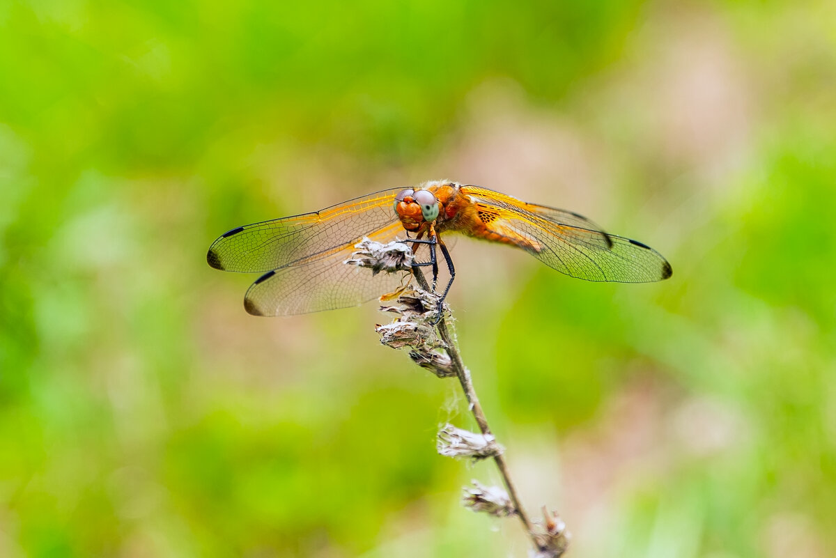 на опушке леса - Виталий Емельянов