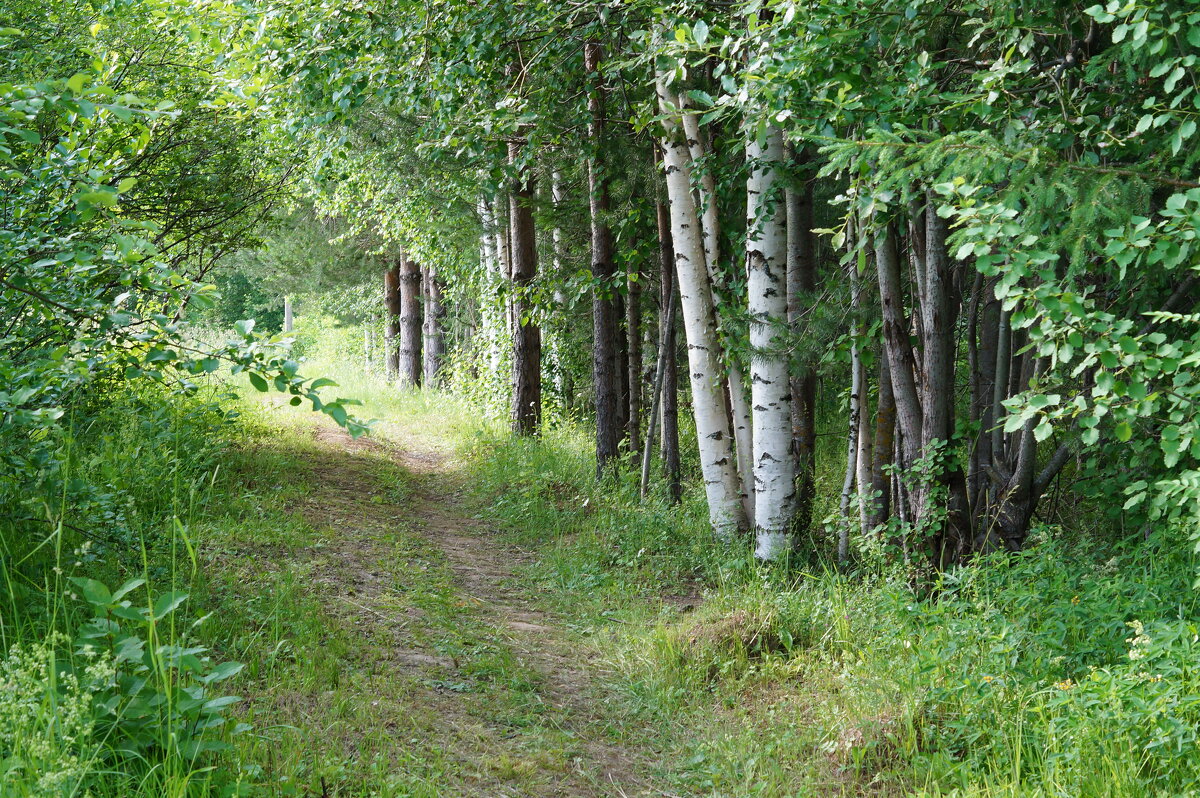 Тропинка - Сергей Ц