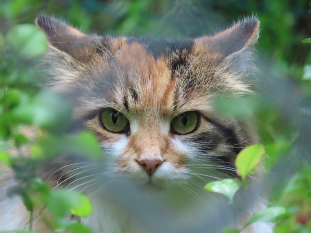 Соседская кошка в соседских кустах - Ольга Митрофанова Соседская кошка в соседских кустах - Ольга Митрофанова
