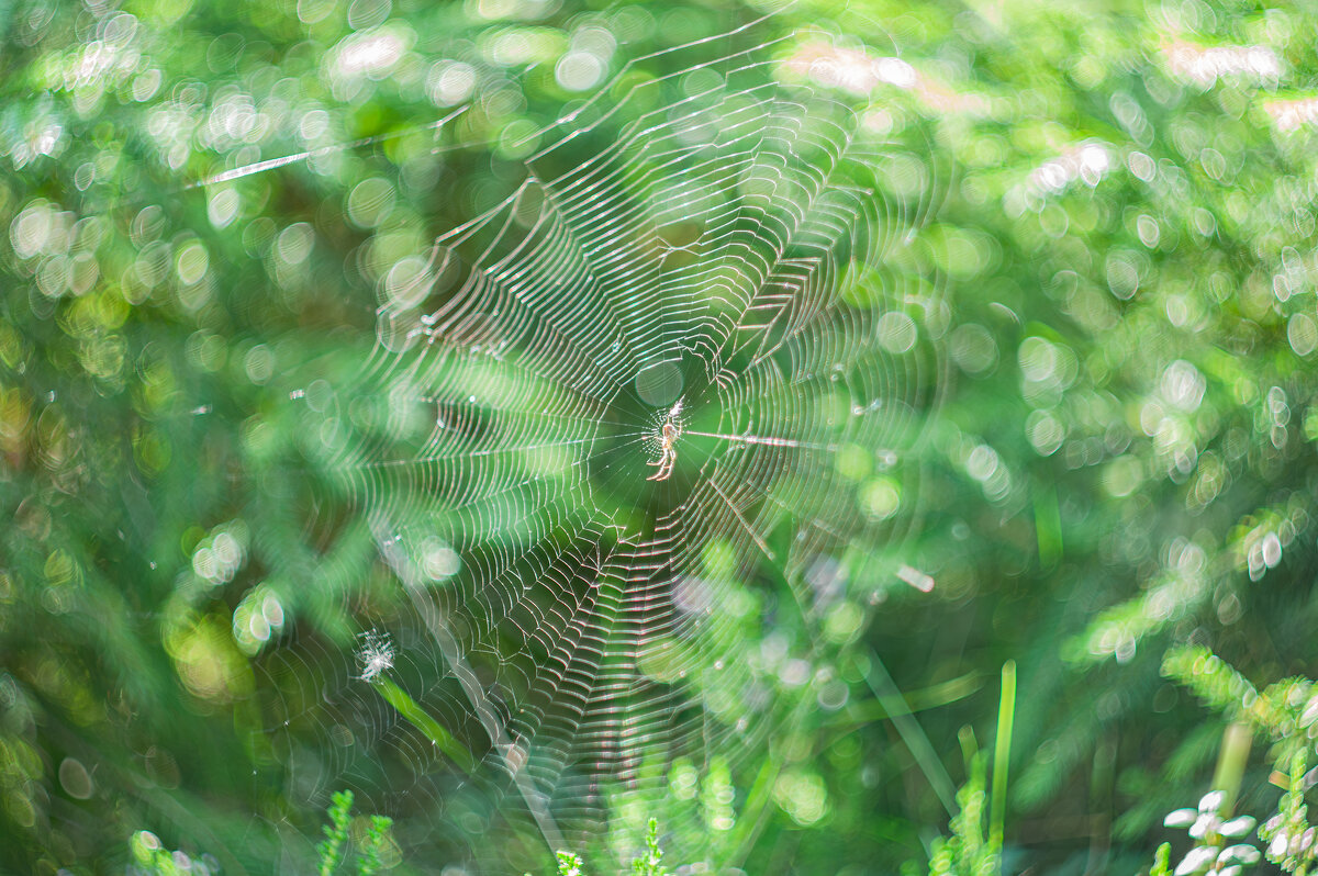 Сказки леса - Александр Филатов