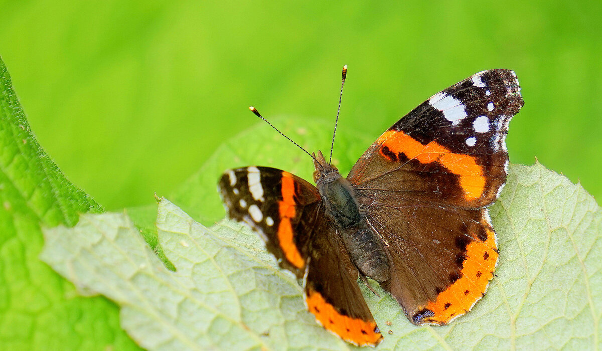 из снятого сегодня 2 - Александр Прокудин из снятого сегодня 2 - Александр Прокудин