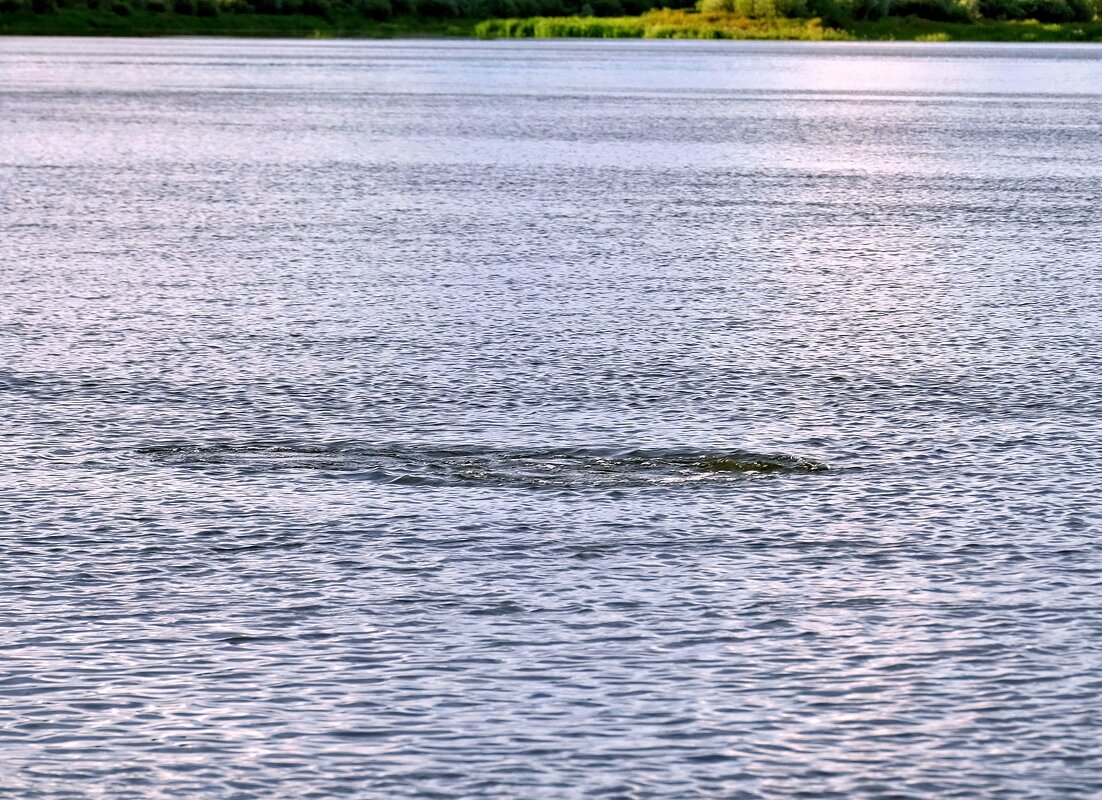Осторожно, щука! - Валерий Судачок