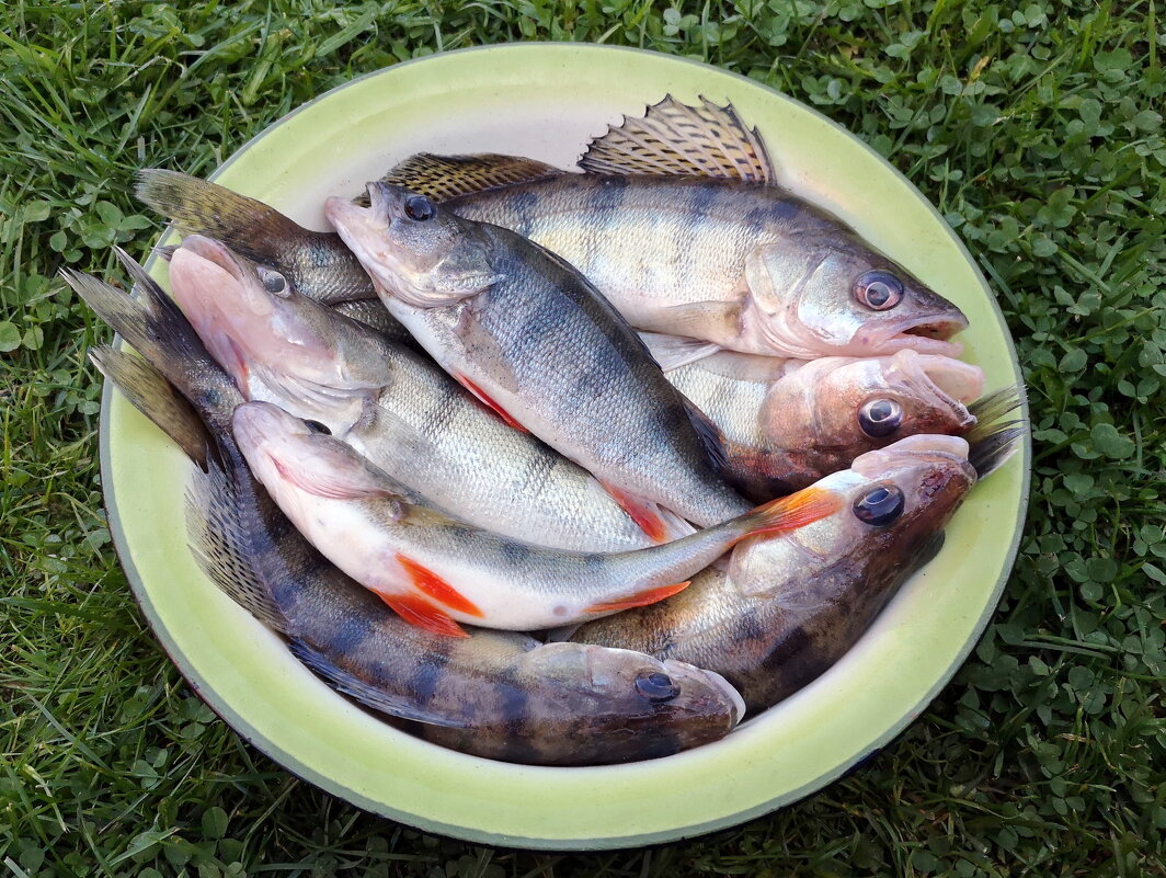 Рыбный день - Валерий Судачок Рыбный день - Валерий Судачок
