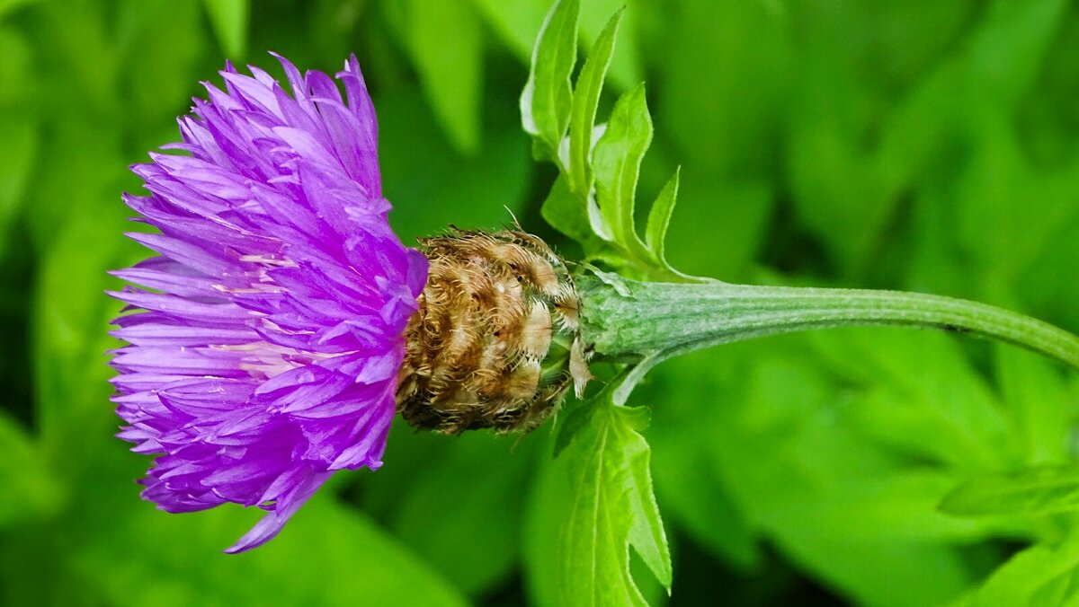 Чертополох - Милешкин Владимир Алексеевич Чертополох - Милешкин Владимир Алексеевич