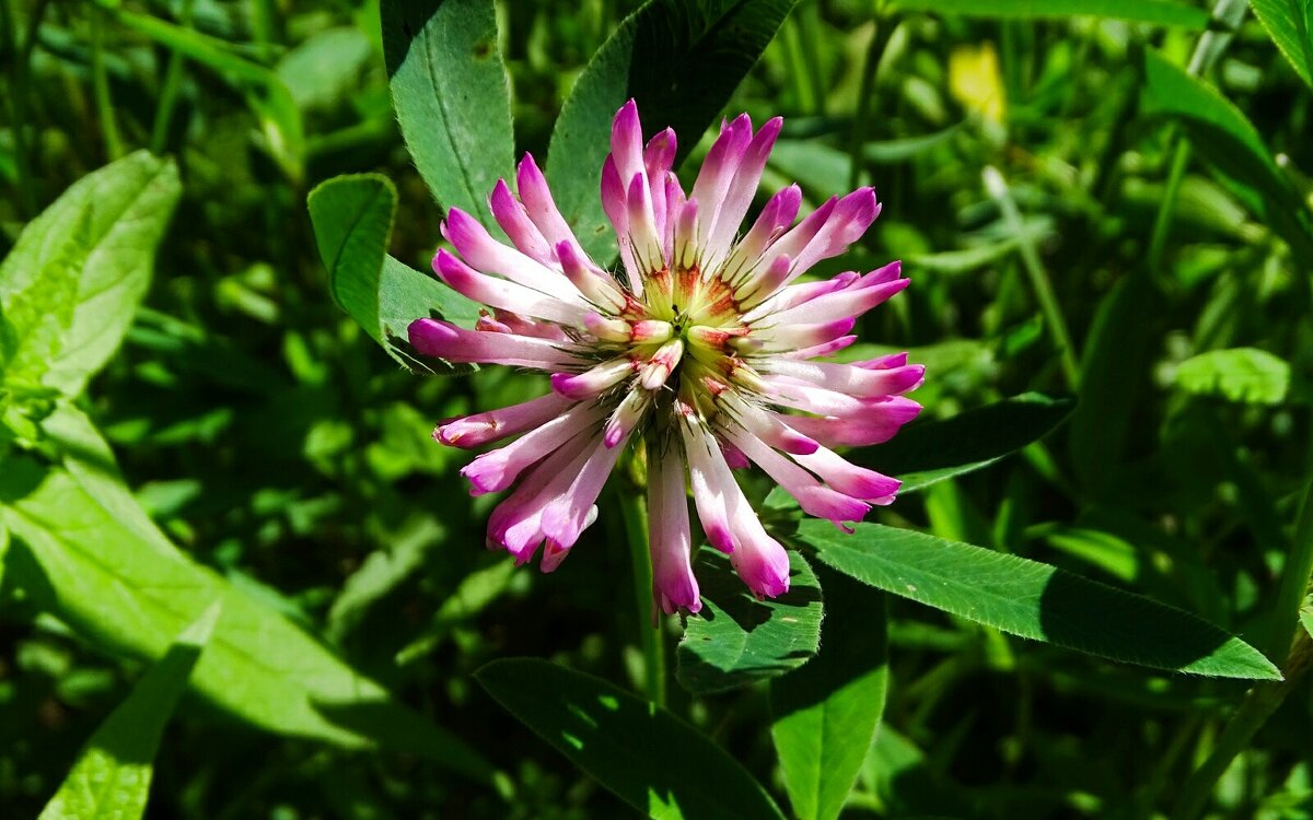 Цветок клевера - Милешкин Владимир Алексеевич 