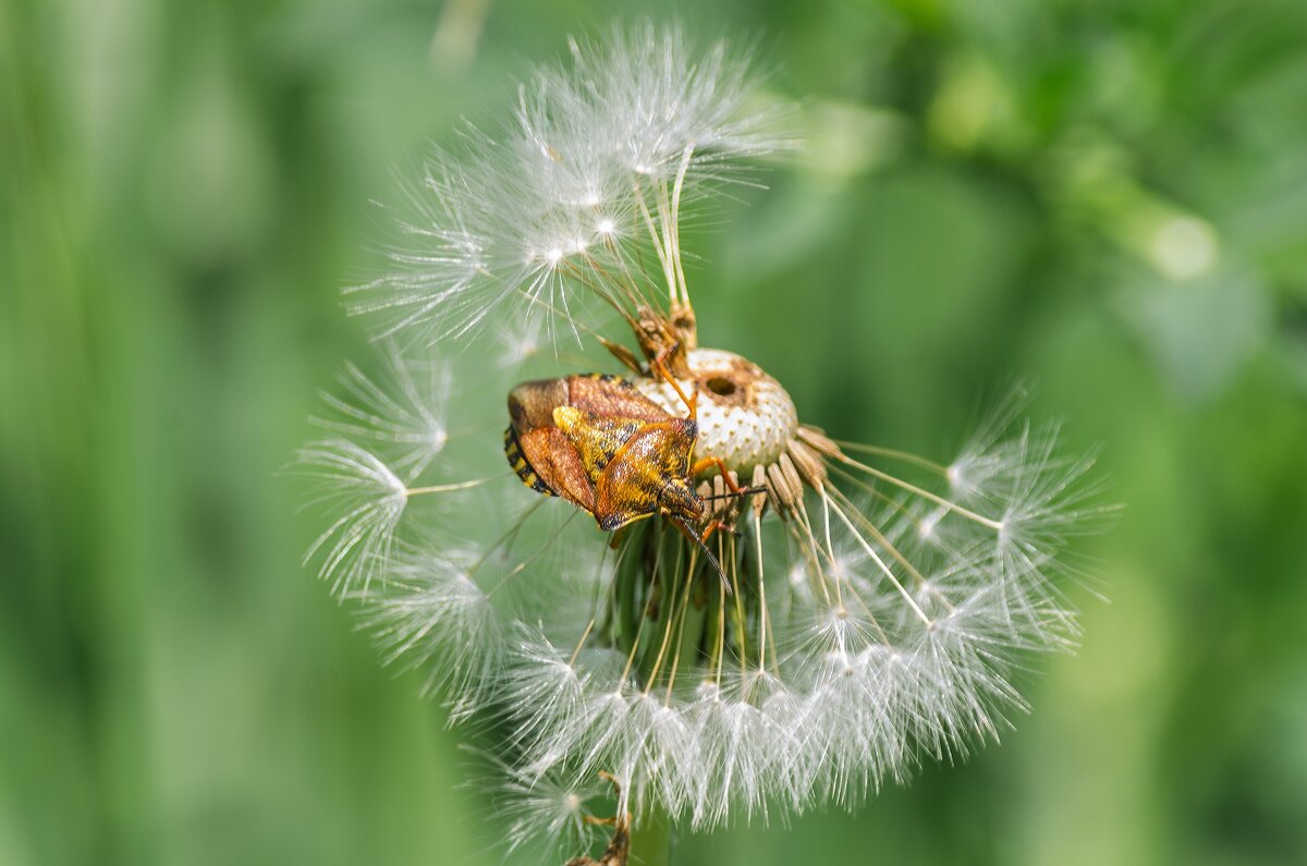 *** - Виктор Иванович Чернюк *** - Виктор Иванович Чернюк