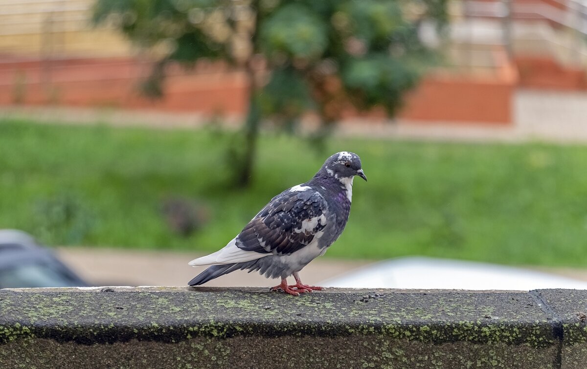 Задумчивый - Валерий Иванович Задумчивый - Валерий Иванович