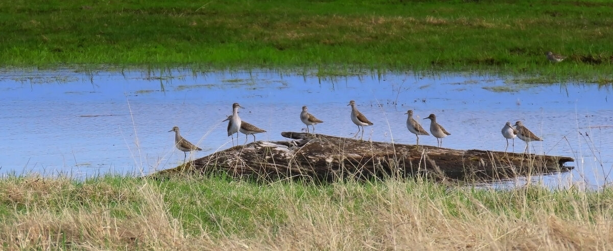Тусовка куликов - Valentina K Тусовка куликов - Valentina K