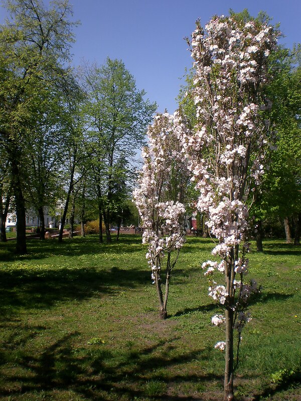Мой город - Роман Савоцкий