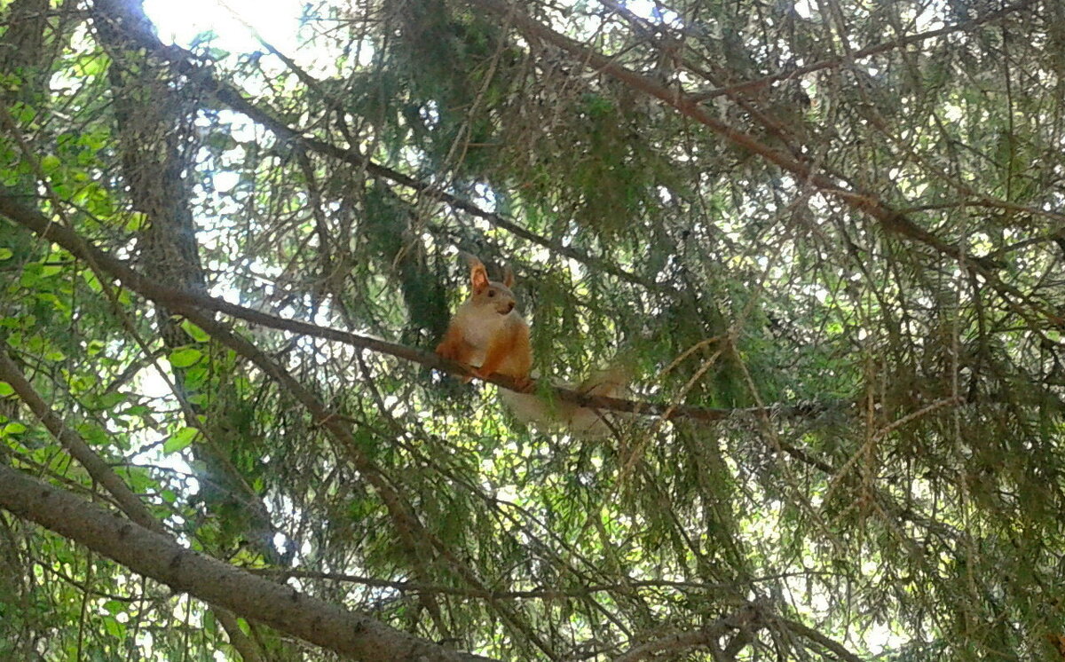 Белочка. - сергей ермошкин