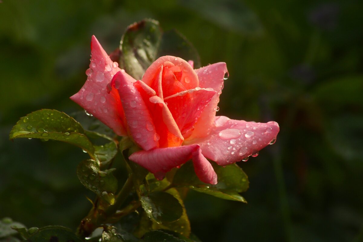 Доброе утро - Юрий. Шмаков