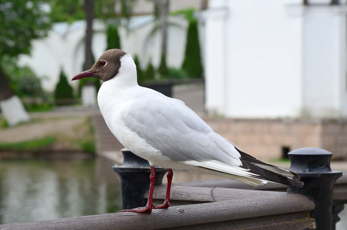 Московская область. Николо-Угрешский монастырь. - Наташа *****