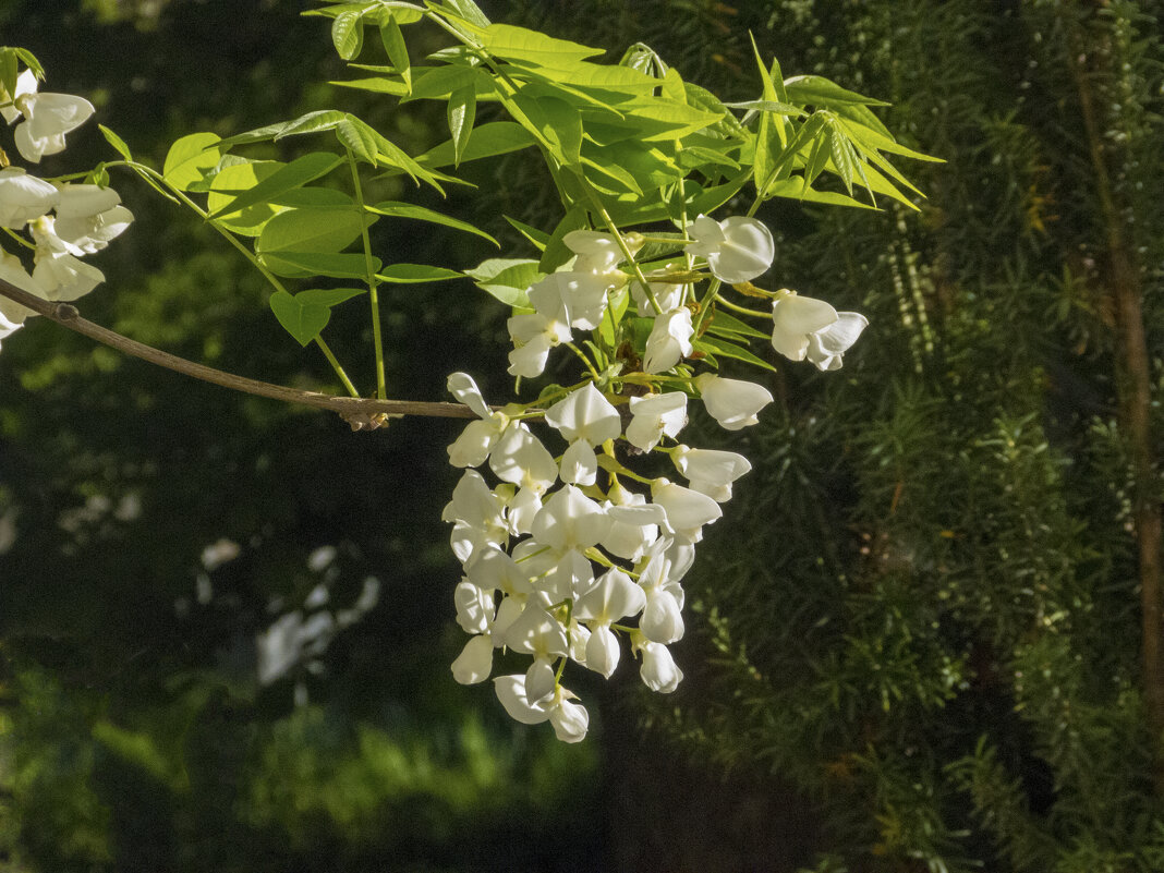Белая Глициния - Валентин Семчишин Белая Глициния - Валентин Семчишин