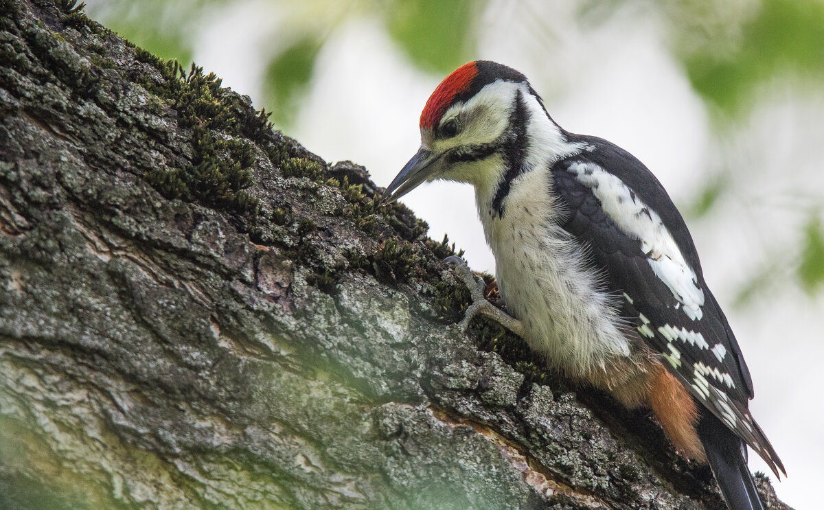 *** - Владимир Безбородов *** - Владимир Безбородов
