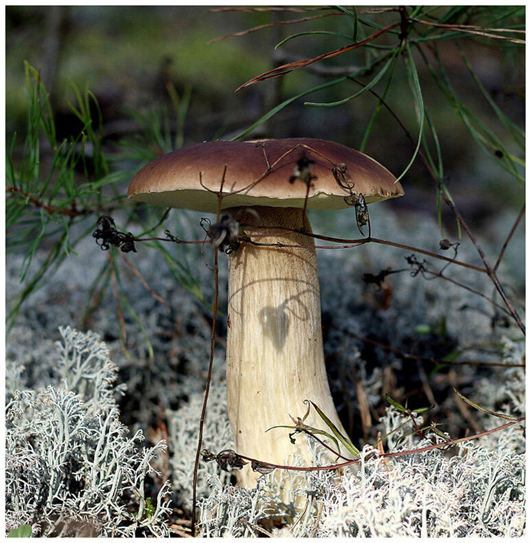 Царь - Aleksandr Gal