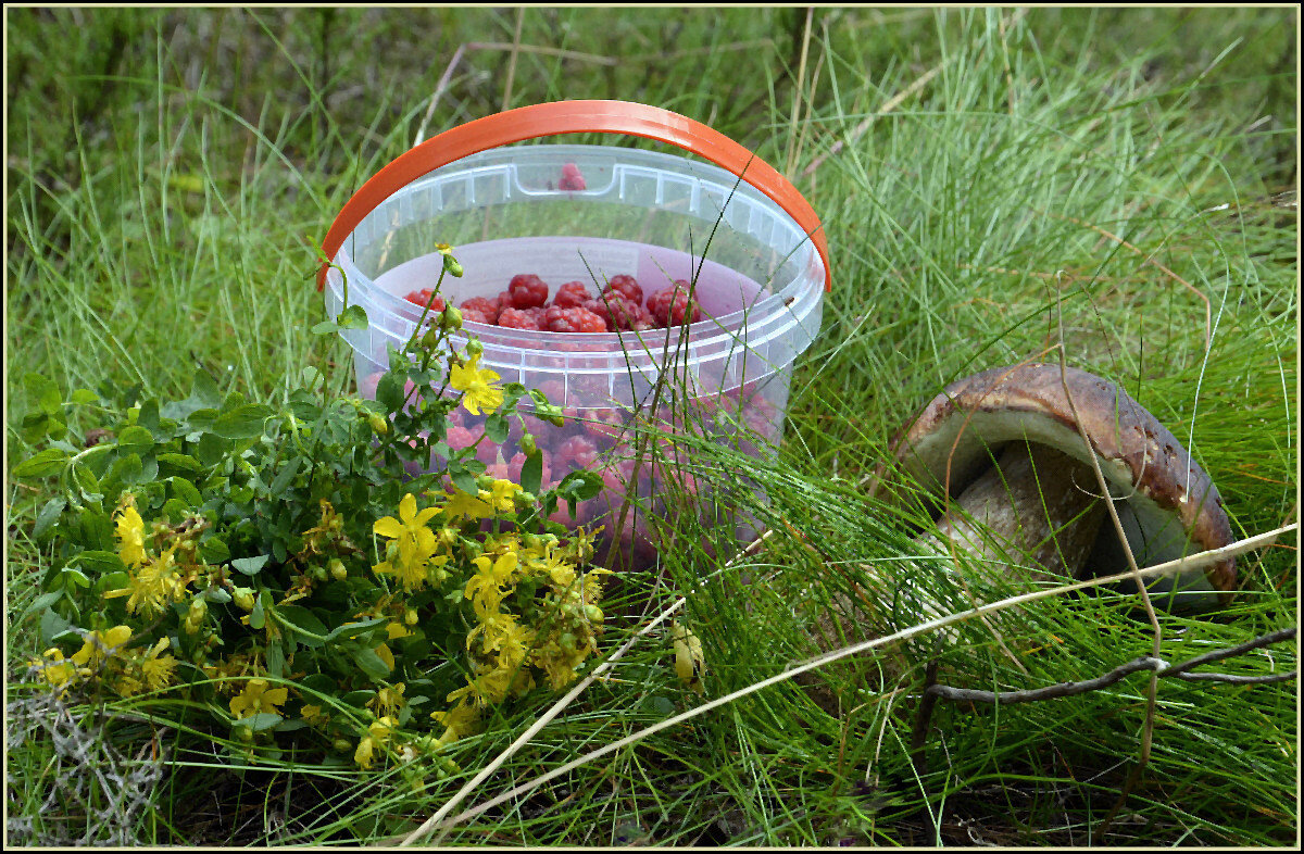 Дары леса - Aleksandr Gal