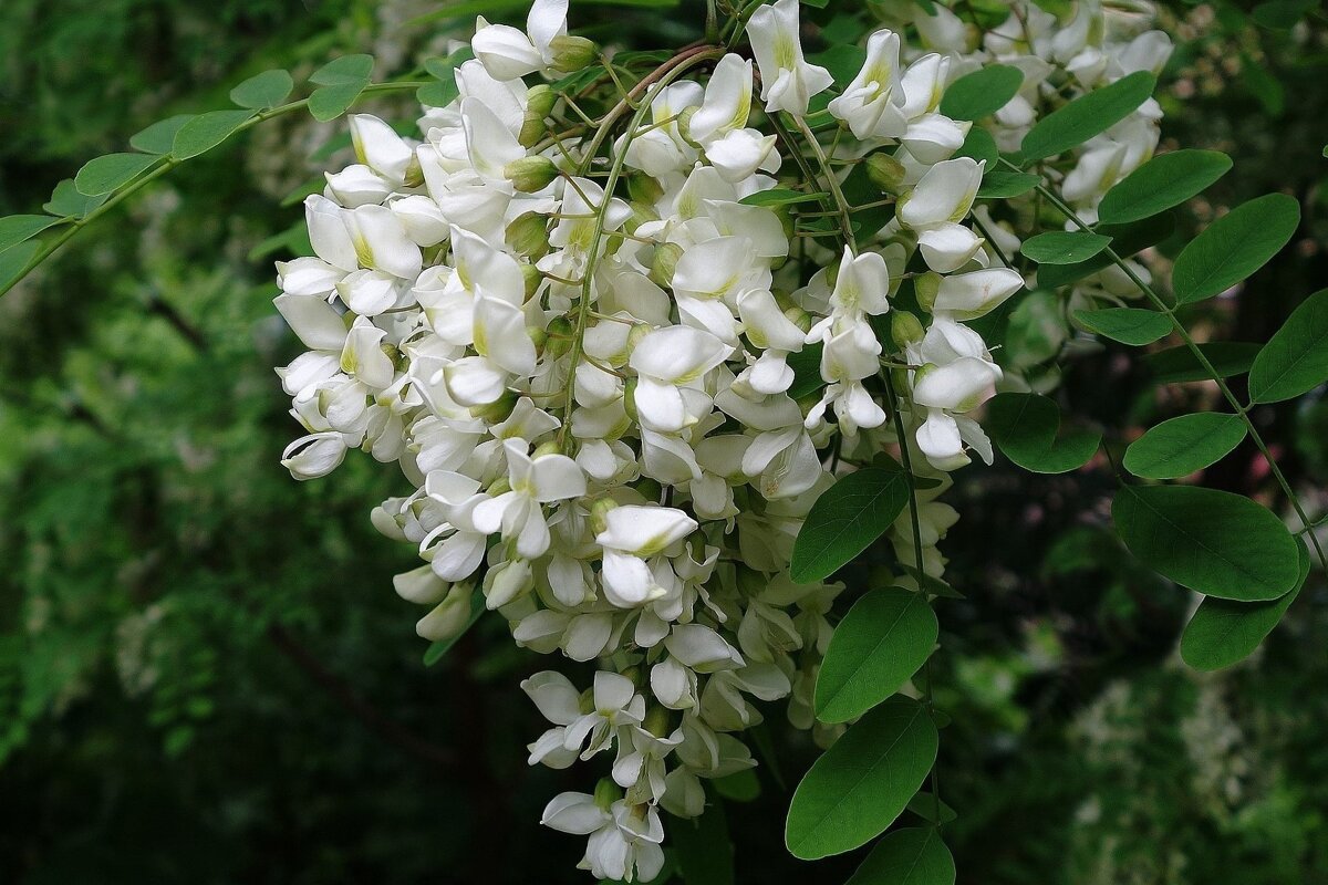 Цветет Акация - Рита Симонова Цветет Акация - Рита Симонова