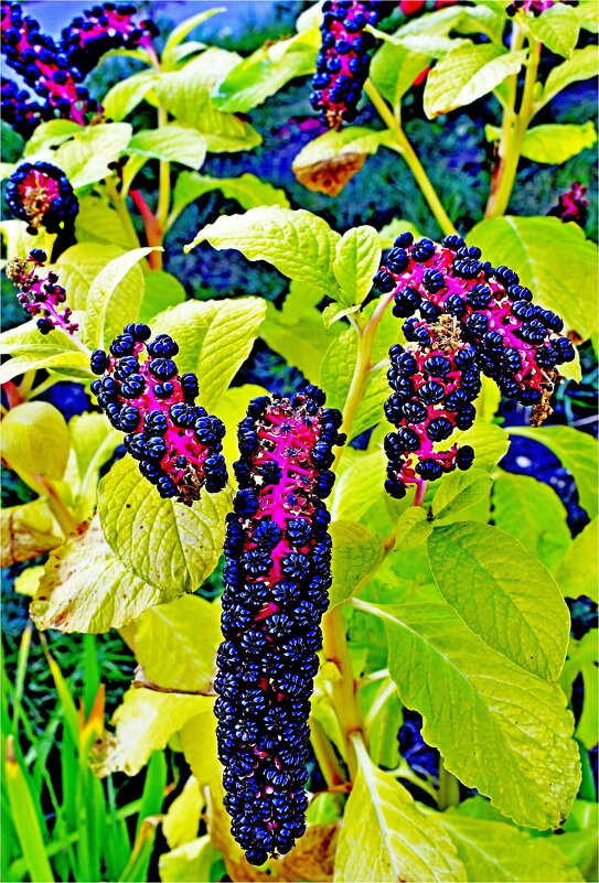 ЛЕТО - Юрий Владимирович 34