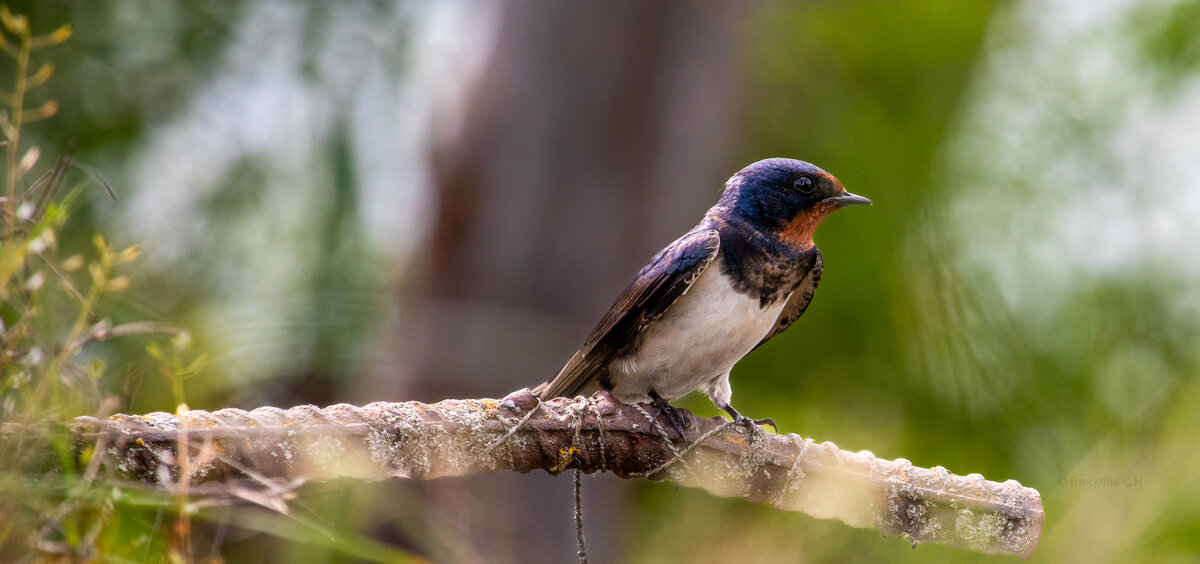 Ласточка позирует) - Sergei Vikulov