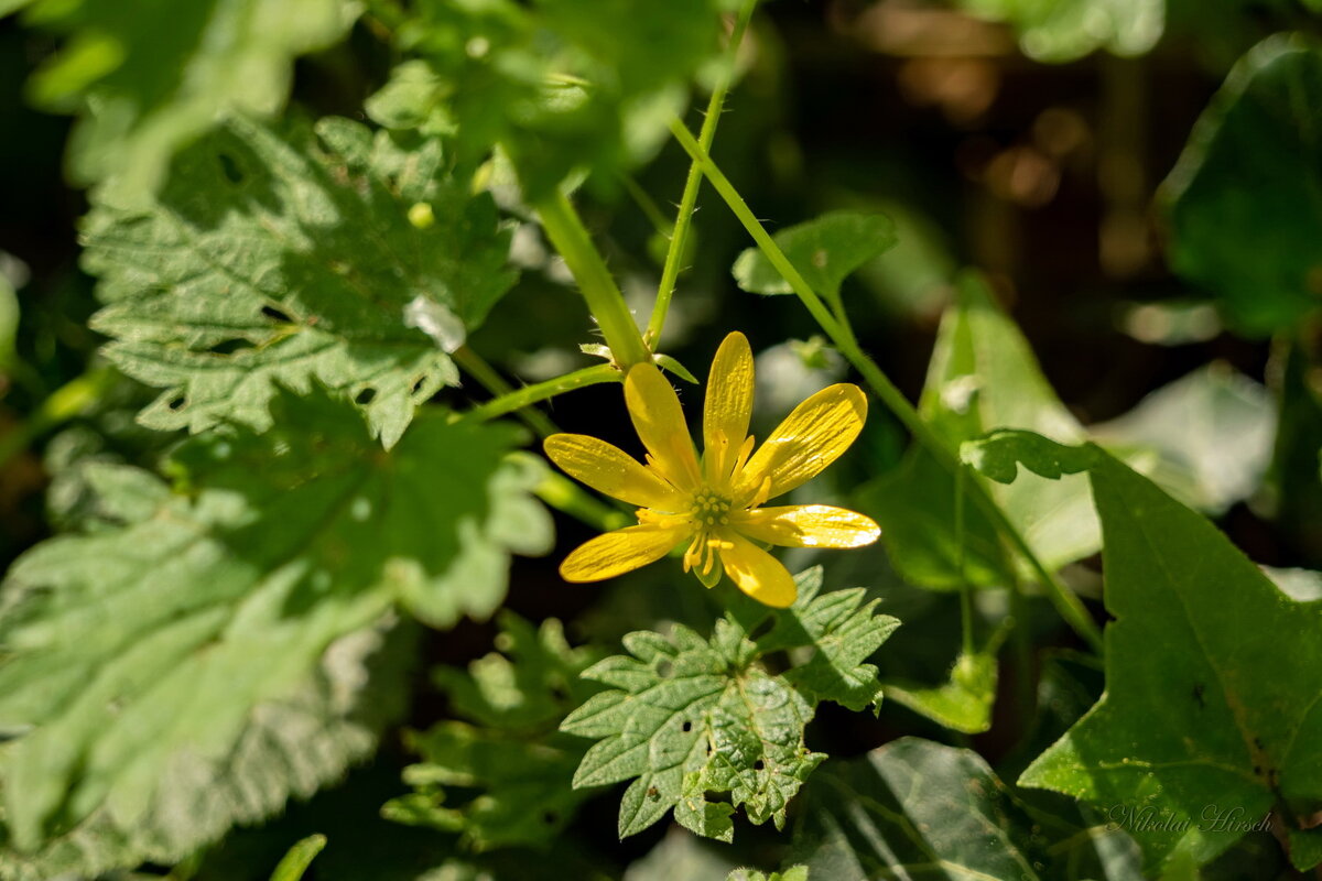 Лесные нежности... - Николай Гирш Лесные нежности... - Николай Гирш