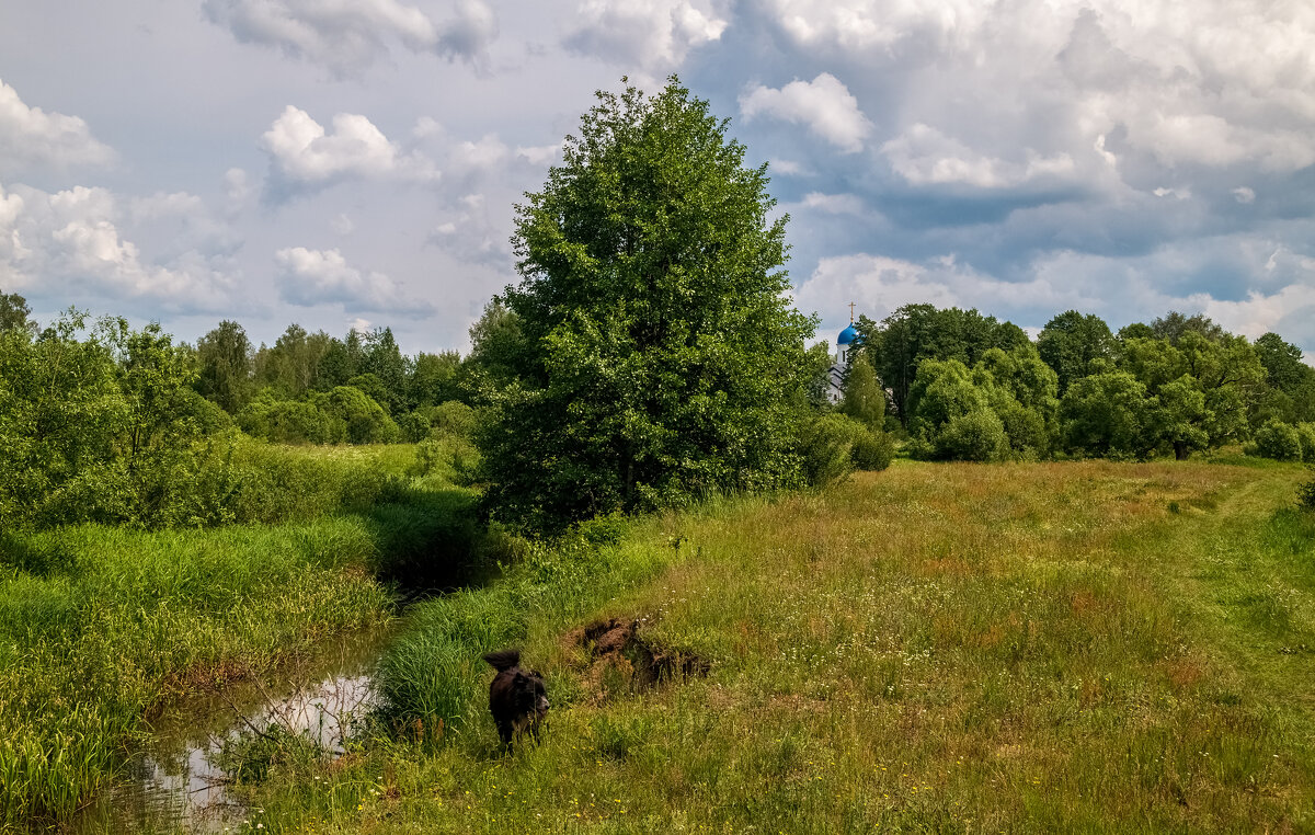 Родные берега 10 - Андрей Дворников