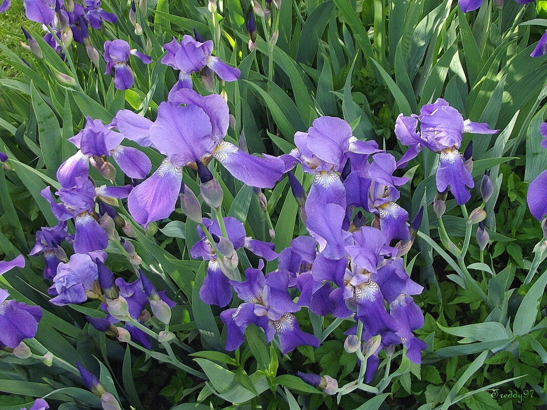 Ирисы - Freddy 97