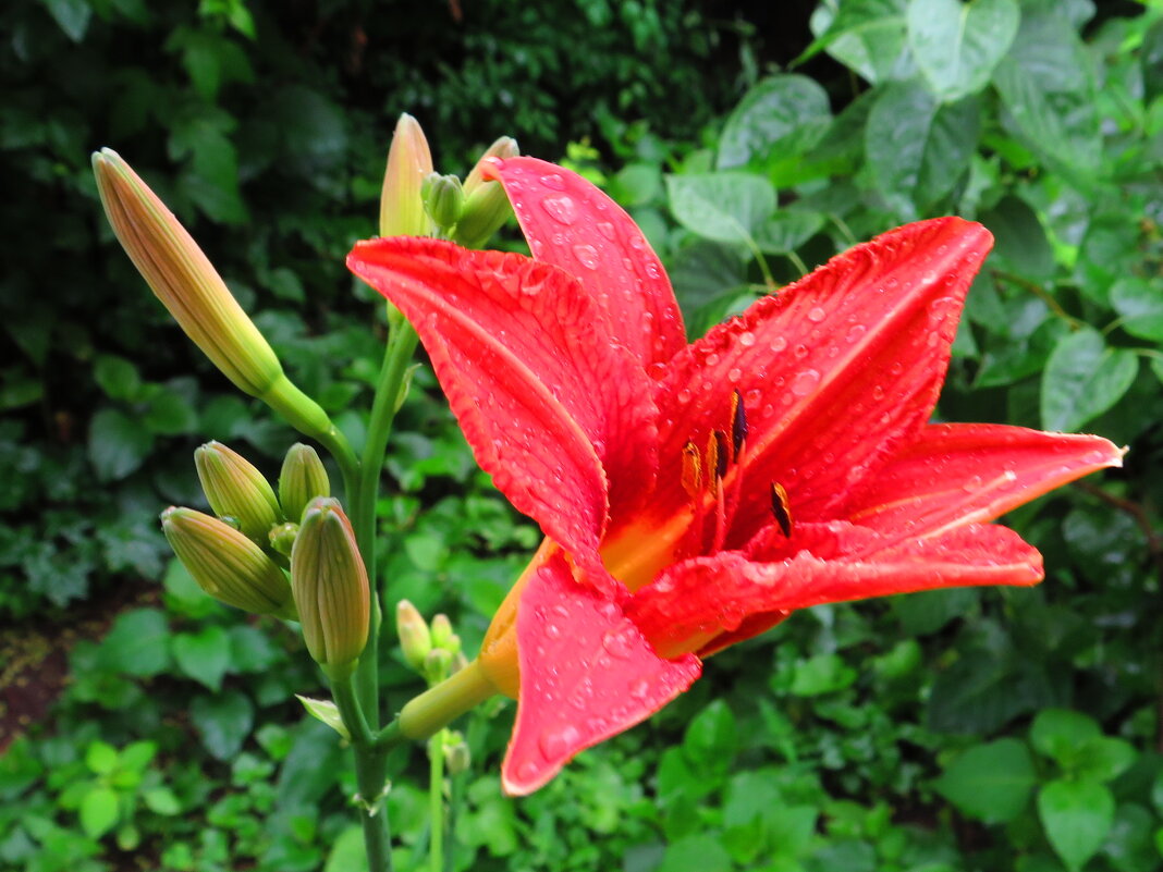 Лилейник в капельках дождя - Андрей Снегерёв