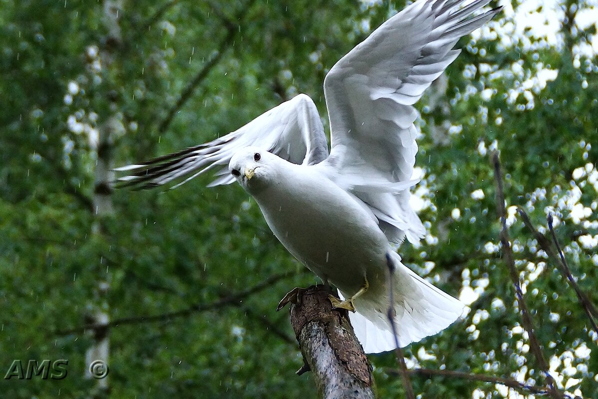 Нахлебница - kolyeretka 