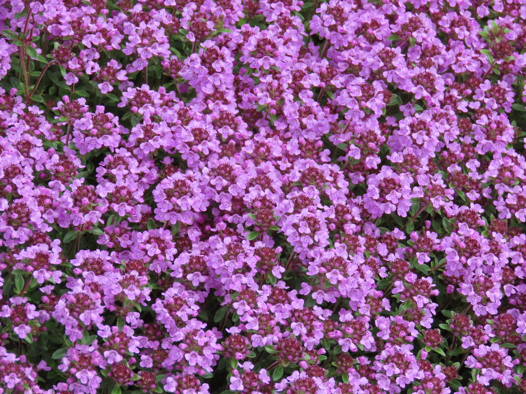 Тимьян - Ольга Митрофанова