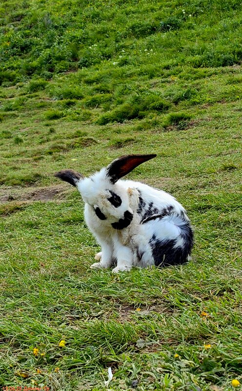 Окрас "панда") - Светлана 13.06.