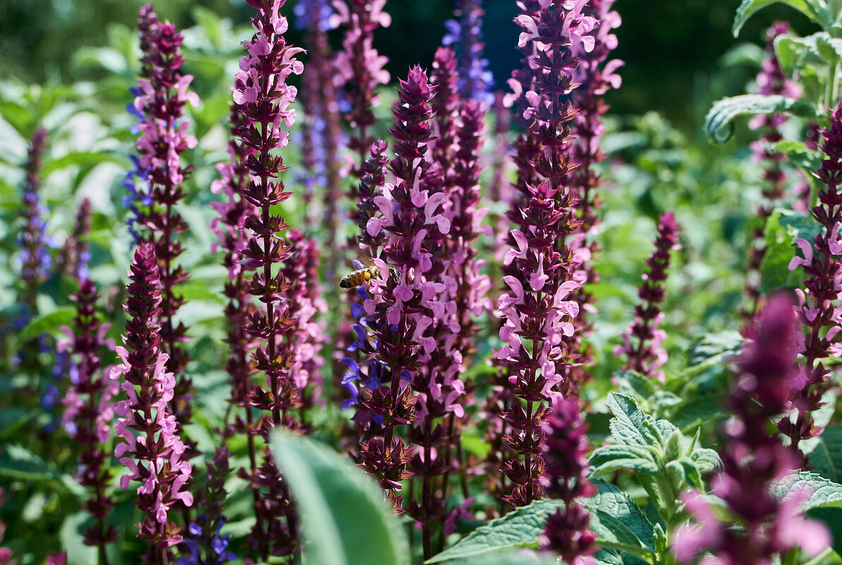 пчелкка - Александр Леонов