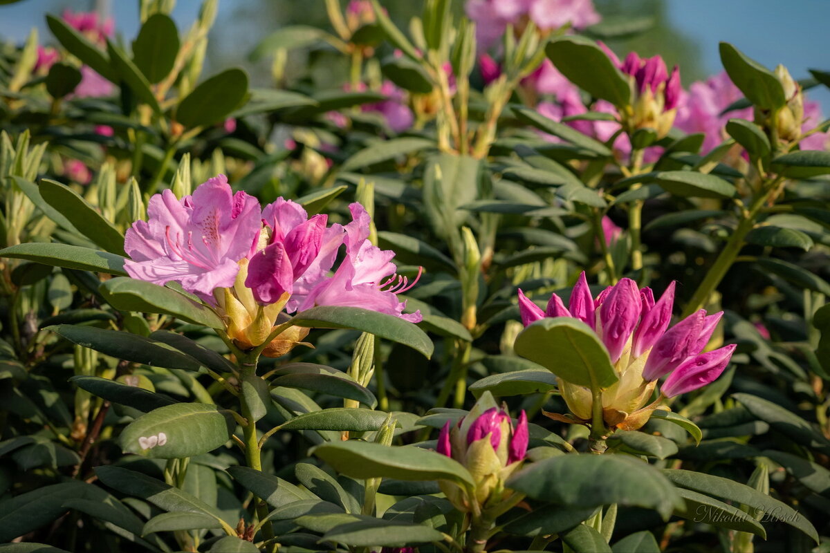 Про рододендрон... - Николай Гирш