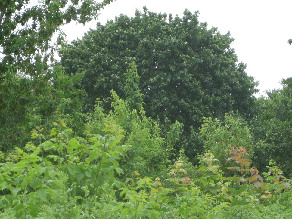 Летом всё зелёное - Дмитрий Никитин Летом всё зелёное - Дмитрий Никитин