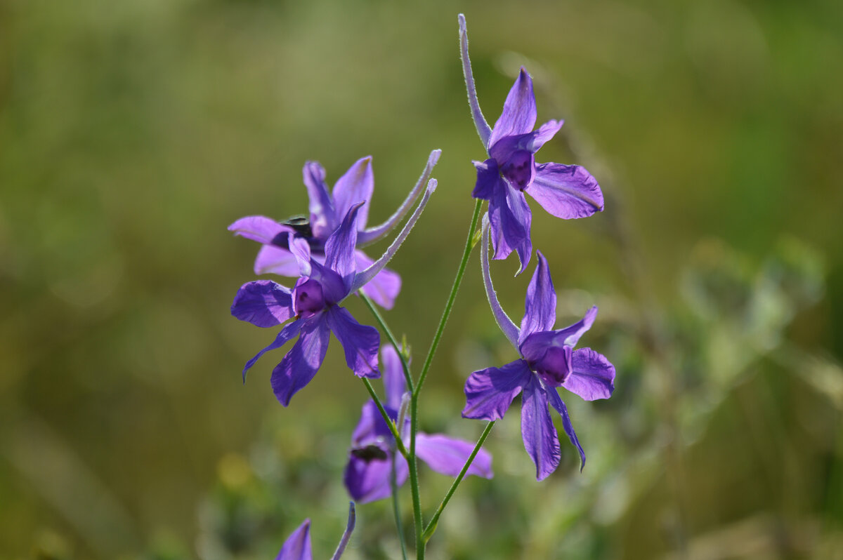 Очаровательная, фиолетовая, мелодия лета... - Надежда Куркина 